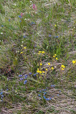 Flora on the trail.