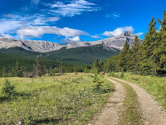 Biking through Ya Ha Tinda towards a distant Warden Rock and the Banff Park boundary.