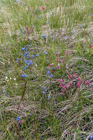 Flora on the trail.