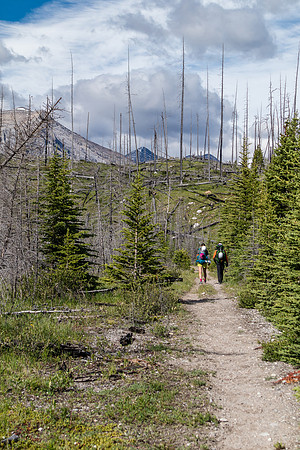 The old Cascade Fire Road is overgrown in spots and wide in others.