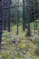 Easy forest up the west aspect of Wapiti Mountain.