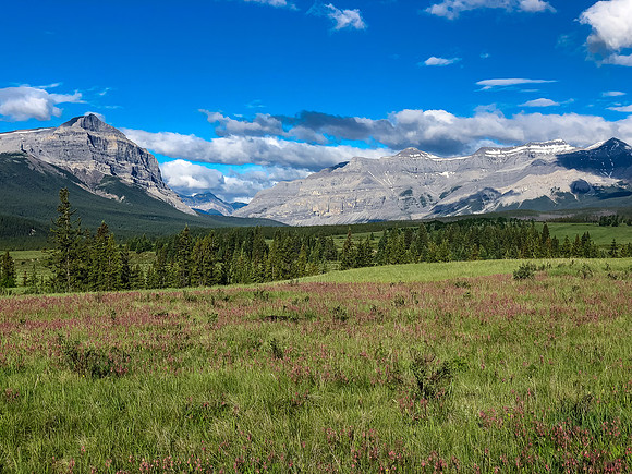 Biking through Ya Ha Tinda towards a distant Warden Rock and the Banff Park boundary.