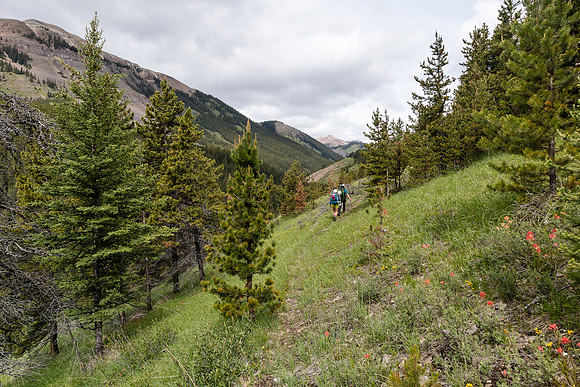 Hiking the Tomahawk Pass / Tyrrell Creek trail.