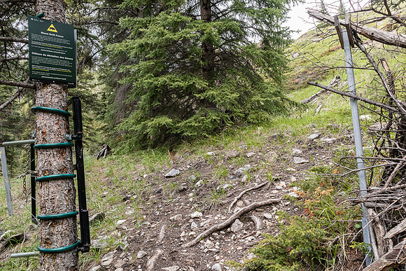 Another bison fence along the Tomahawk Pass / Tyrrell Creek trail.