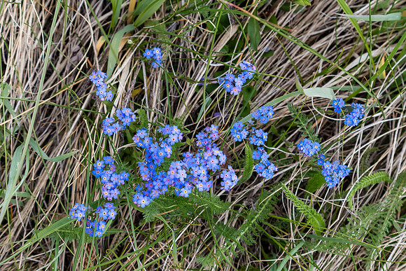 Flora on the trail.