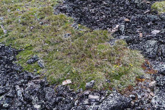 Interesting mix of black rock and vegetation.