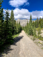 Biking through Ya Ha Tinda towards a distant Warden Rock and the Banff Park boundary.