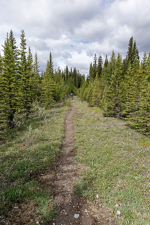 The old Cascade Fire Road is overgrown in spots and wide in others.