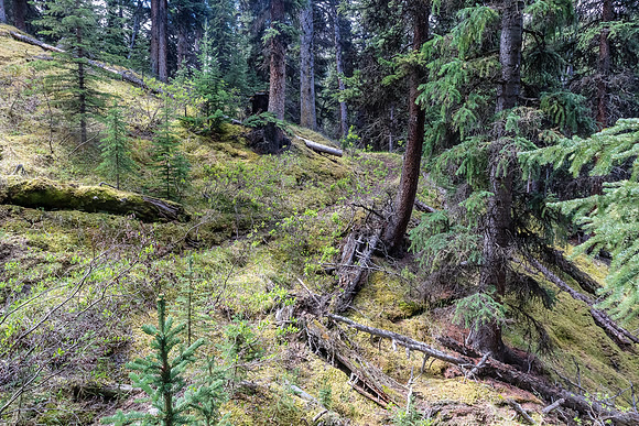 Pleasant hiking on the east side of Peters Creek.
