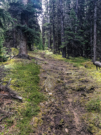 Pleasant hiking on the east side of Peters Creek.