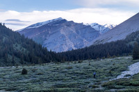 More willow thickets at Tomahawk Pass.