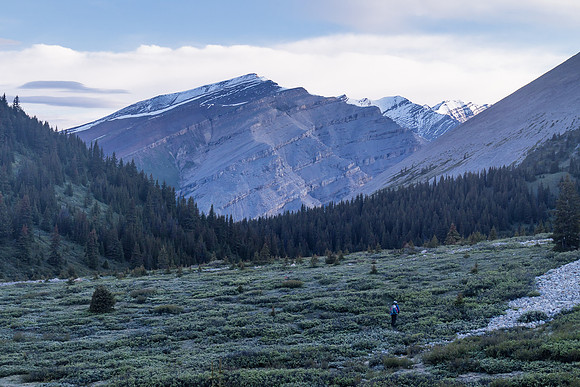 More willow thickets at Tomahawk Pass.