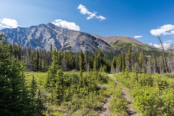 Hiking back to Ya Ha Tinda via the Red Deer River trail.