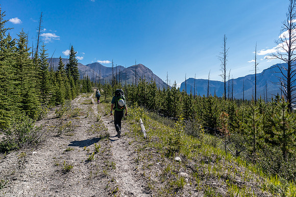 Hiking back to Ya Ha Tinda via the Red Deer River trail.