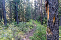 Hiking over the NE shoulder of Boar Station on our way from Divide Creek to the Red Deer River.