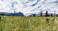 Flowers and Warden Rock in Ya Ha Tinda.
