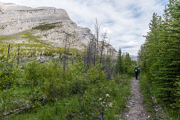 Hiking back to the Ya Ha Tinda ranch on the old Cascade Fire Road.