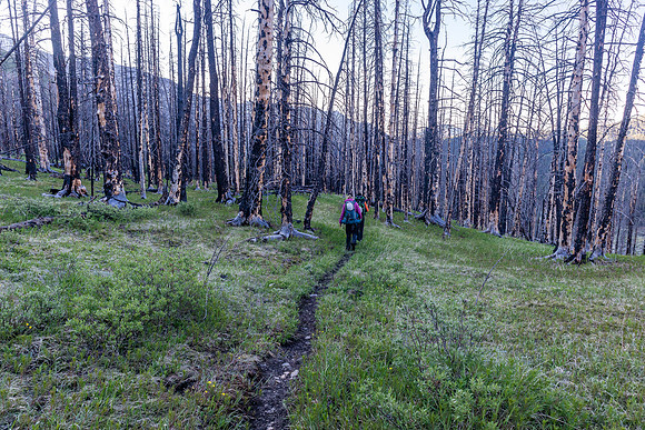 Entering a burn area as we descend from Divide Pass towards Divide Creek.