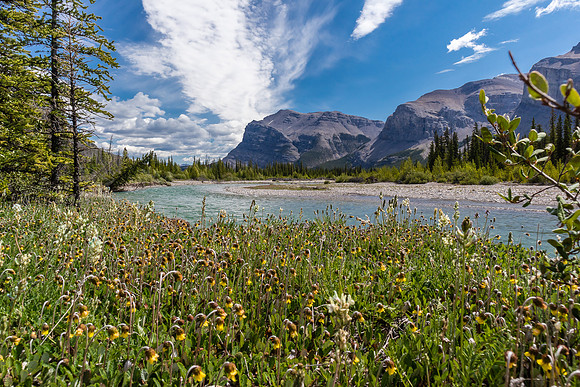 Flowers, Warden Rock and the Red Deer River.