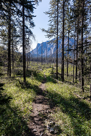 Descending from the NE shoulder of Boar Station down to the Red Deer River.