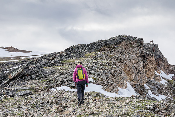Joanna and a mountain sheep near the summit of Chirp Peak.