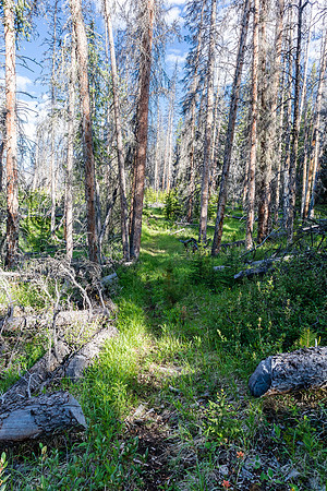 Descending from the NE shoulder of Boar Station down to the Red Deer River.