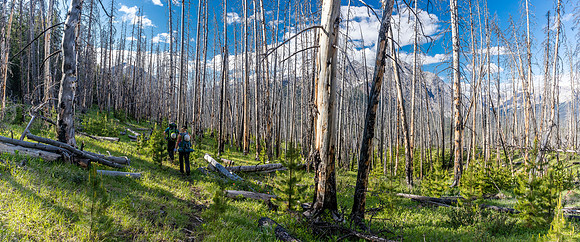 Descending from the NE shoulder of Boar Station down to the Red Deer River.