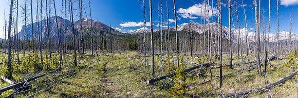 Descending from the NE shoulder of Boar Station down to the Red Deer River.