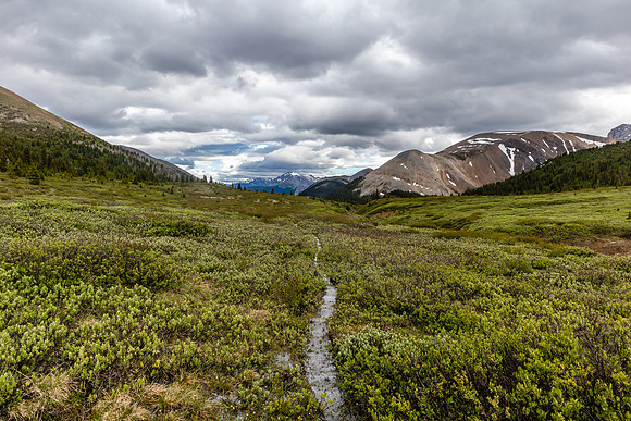 Nearing Tomahawk Pass the trail passes through willow thickets. Note the water on the trail...