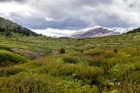 Nearing Tomahawk Pass the trail passes through willow thickets.