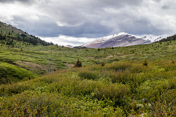 Nearing Tomahawk Pass the trail passes through willow thickets.