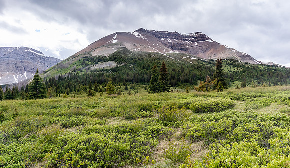 Nearing Tomahawk Pass the trail passes through willow thickets.