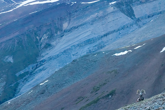 A large ram on Tomahawk Mountain.