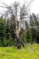 A spectacular dead tree along the trail.