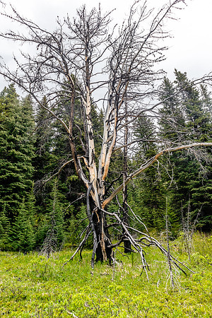 A spectacular dead tree along the trail.
