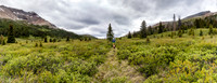 Nearing Tomahawk Pass the trail passes through willow thickets.