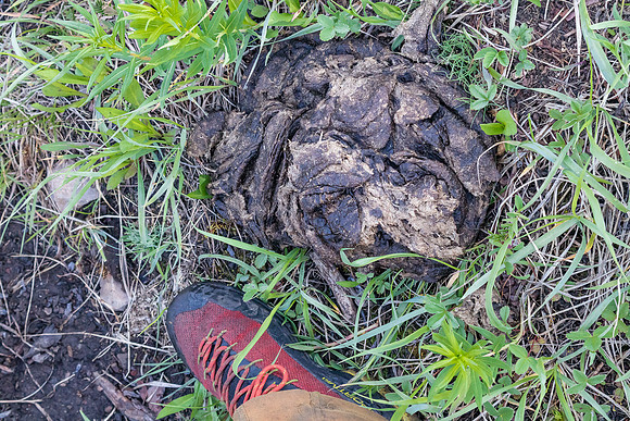 Bison dung!