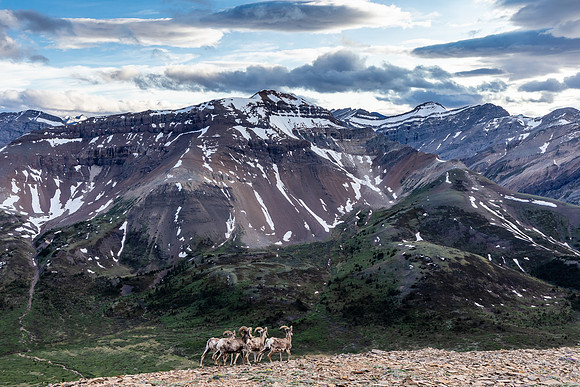 A group of rams runs past me on the west ascent slopes of Tomahawk Mountain.