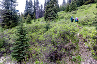 Willow thickets along the Tomahawk Pass trail.