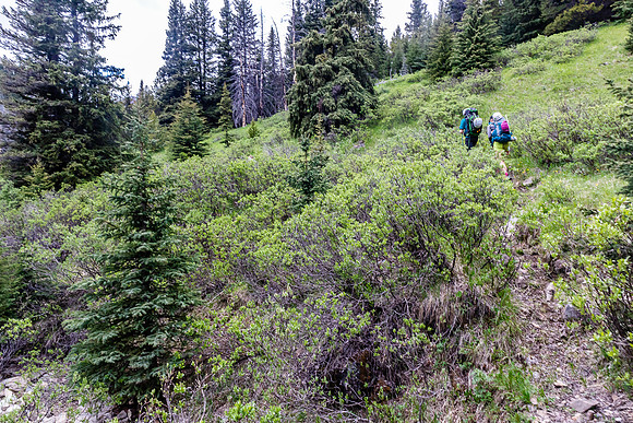 Willow thickets along the Tomahawk Pass trail.