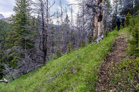 Hiking along Tyrrell Creek on the Tomahawk Pass trail.