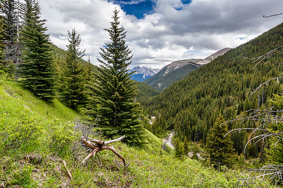 Hiking along Tyrrell Creek on the Tomahawk Pass trail.
