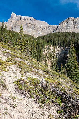Back at tree line looking up.