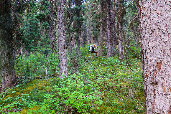 Bushwhacking up to the SE access gully towards Turbulent.