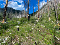 Bushwhacking up to the SE access gully towards Turbulent.