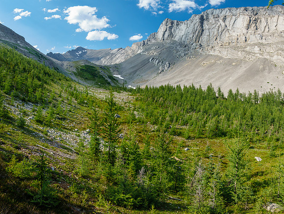 A larch forest towards Mount Turbulent.