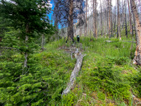 Bushwhacking up to the SE access gully towards Turbulent.