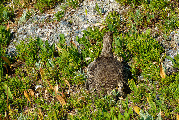 Find the chick peeking out from under mama.