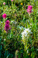 Pink and white paintbrushes.
