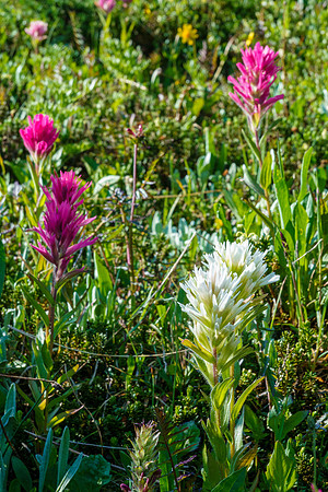 Pink and white paintbrushes.